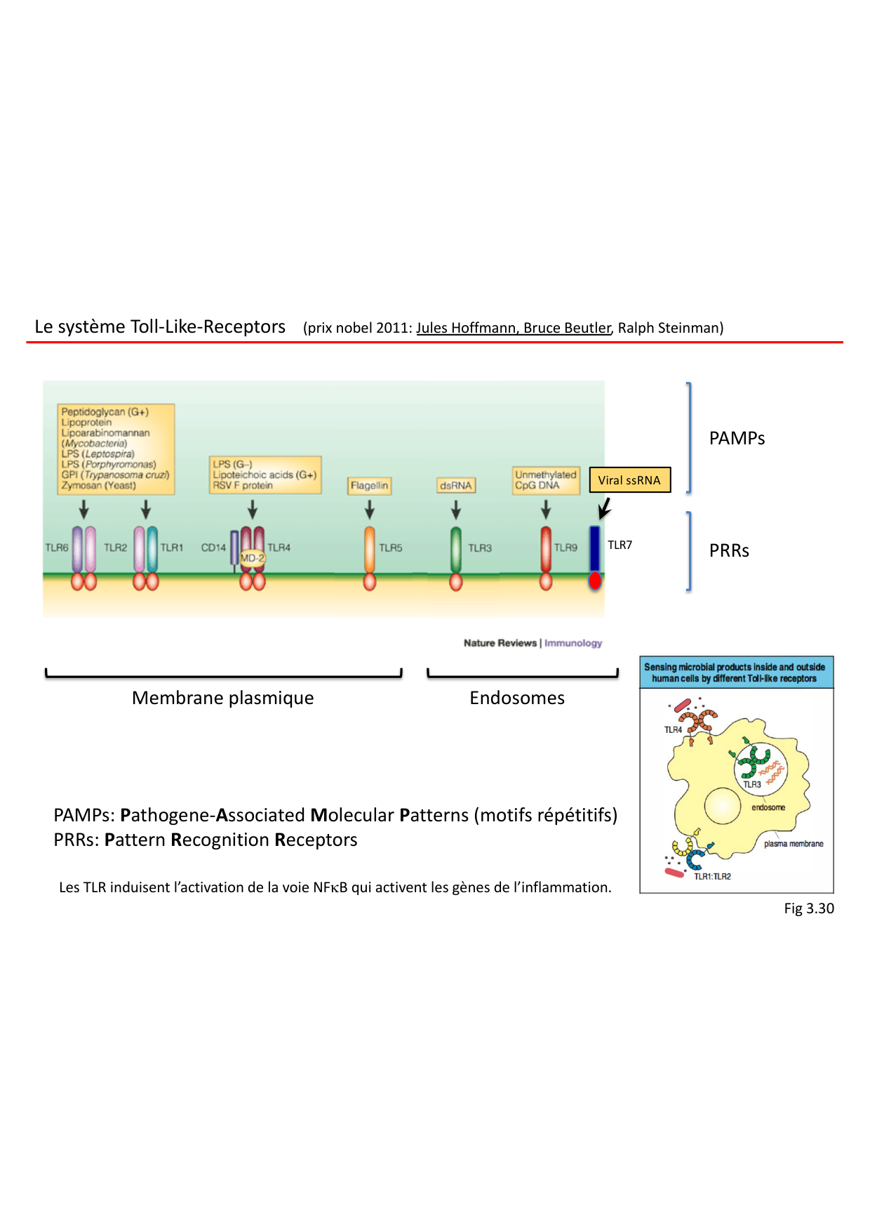 Cours2-ImmuniteInnee2026 page 51