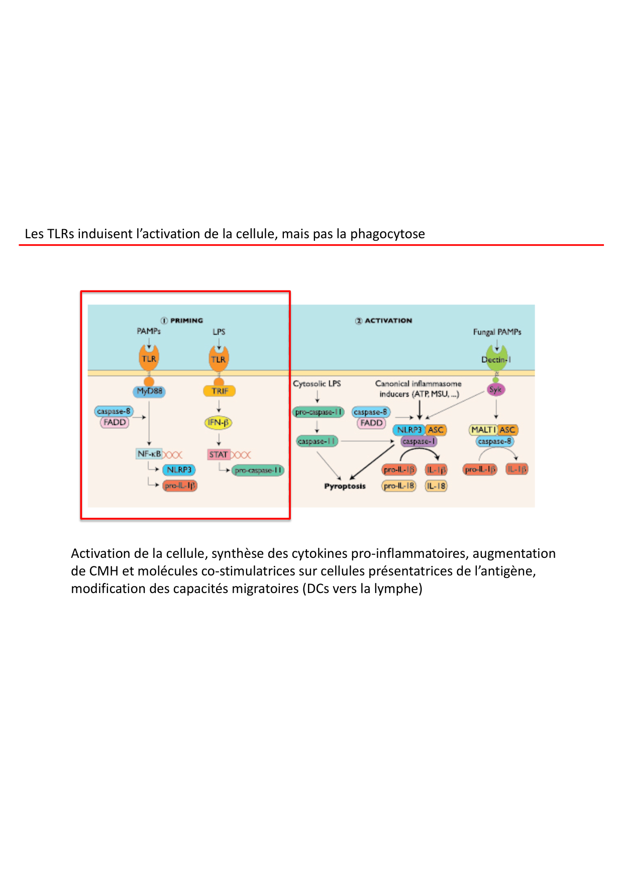Cours2-ImmuniteInnee2026 page 53