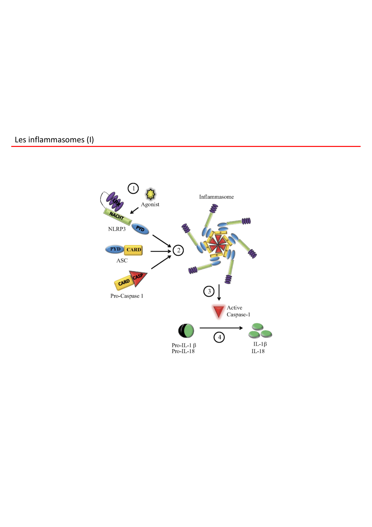 Cours2-ImmuniteInnee2026 page 54