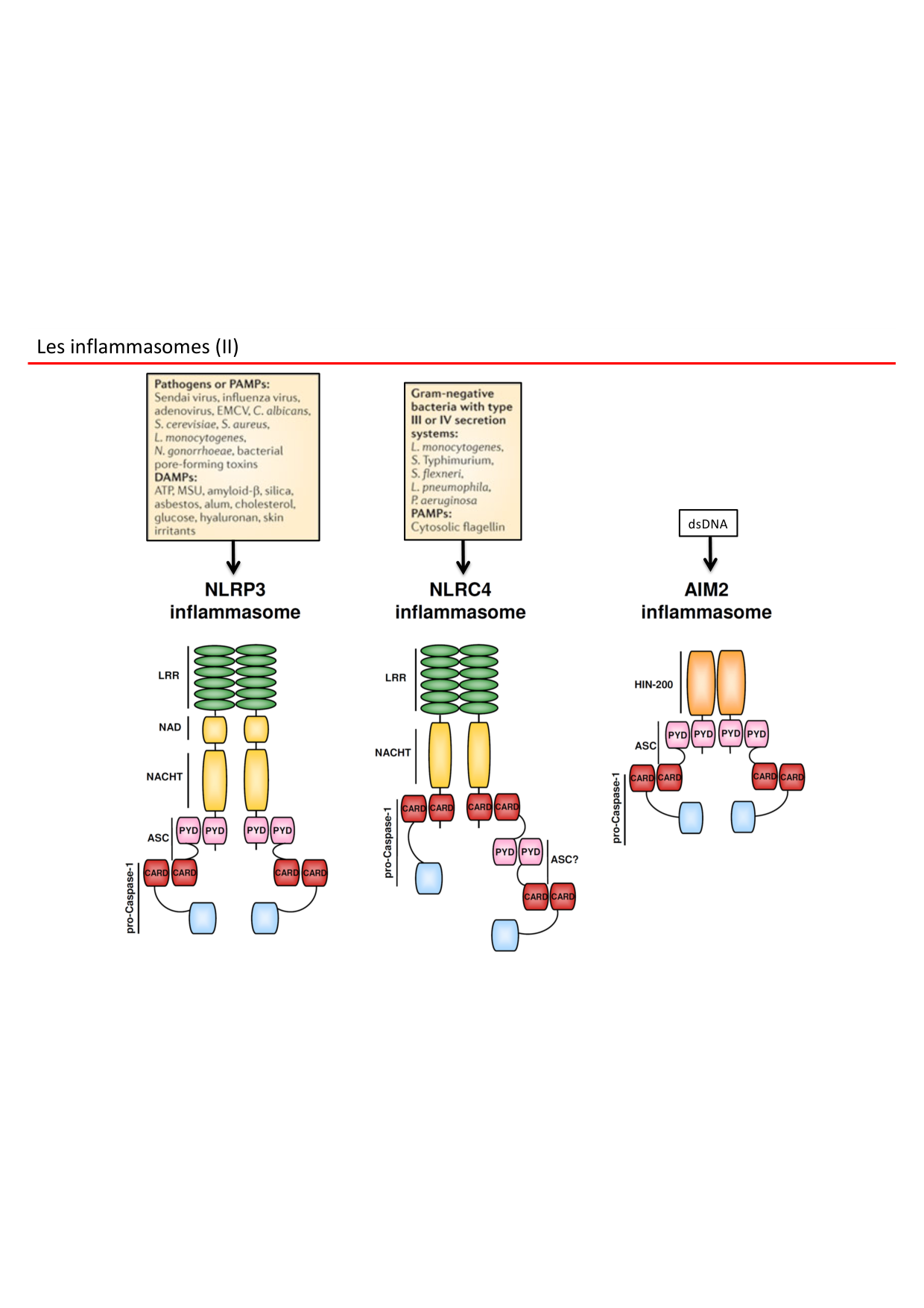 Cours2-ImmuniteInnee2026 page 55