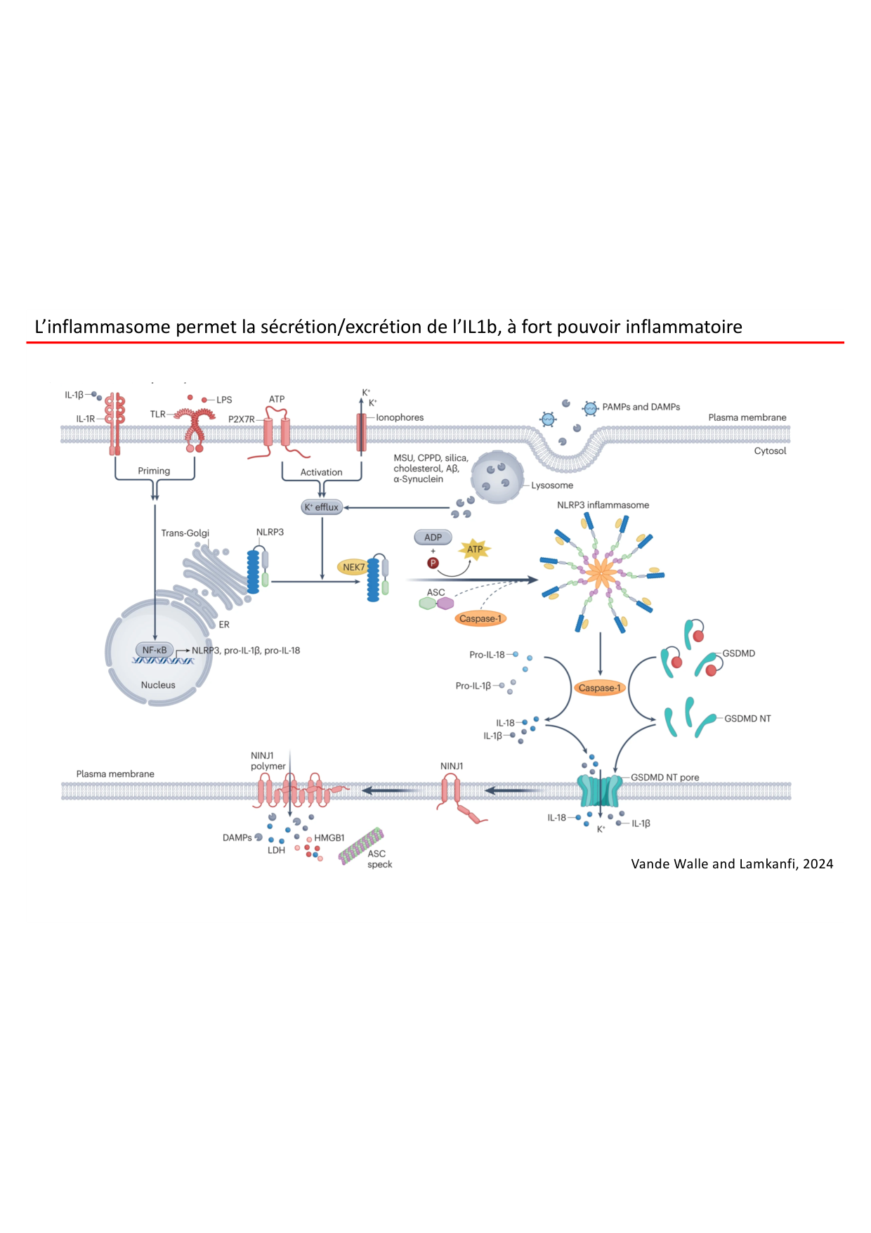 Cours2-ImmuniteInnee2026 page 56