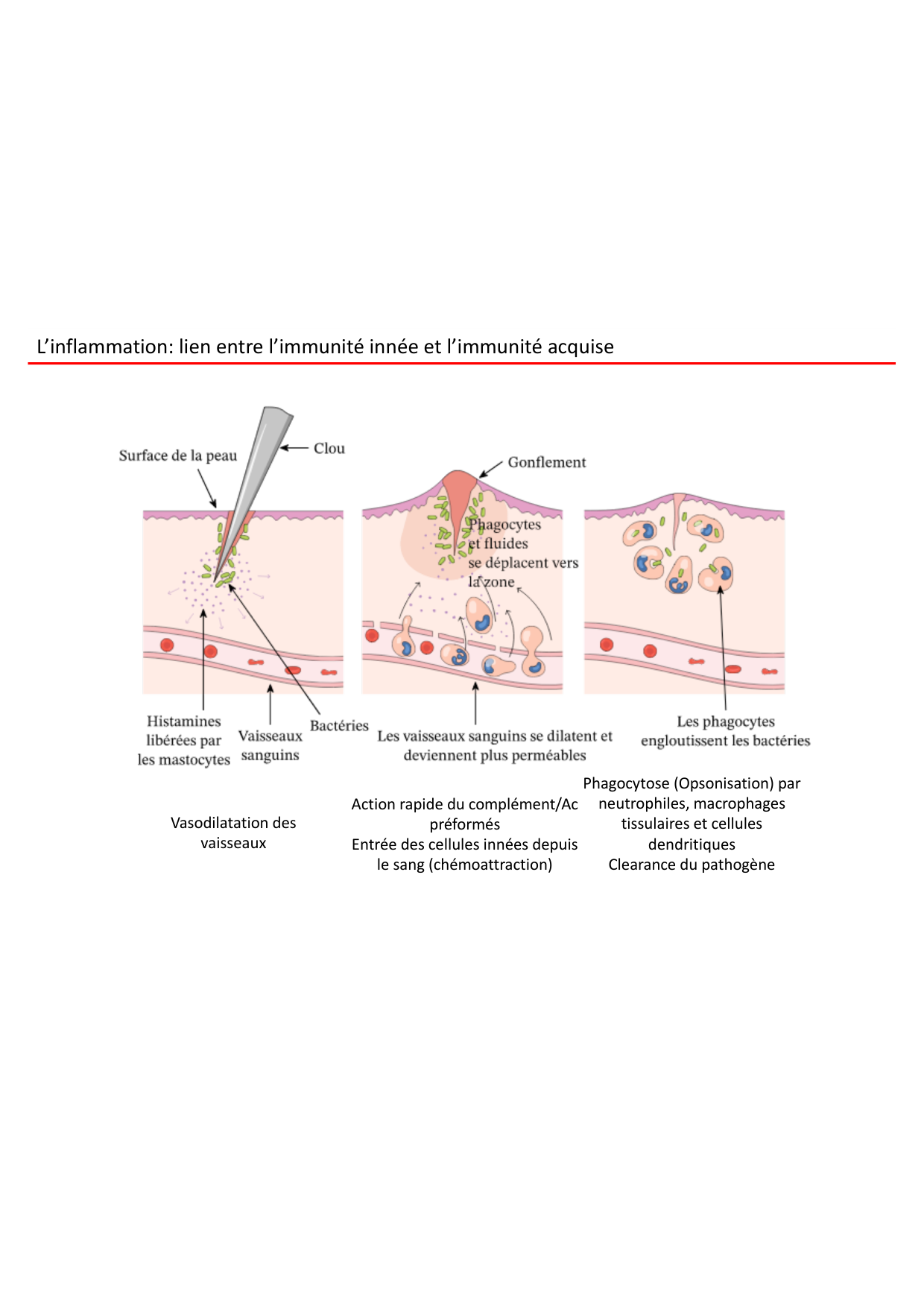 Cours2-ImmuniteInnee2026 page 57