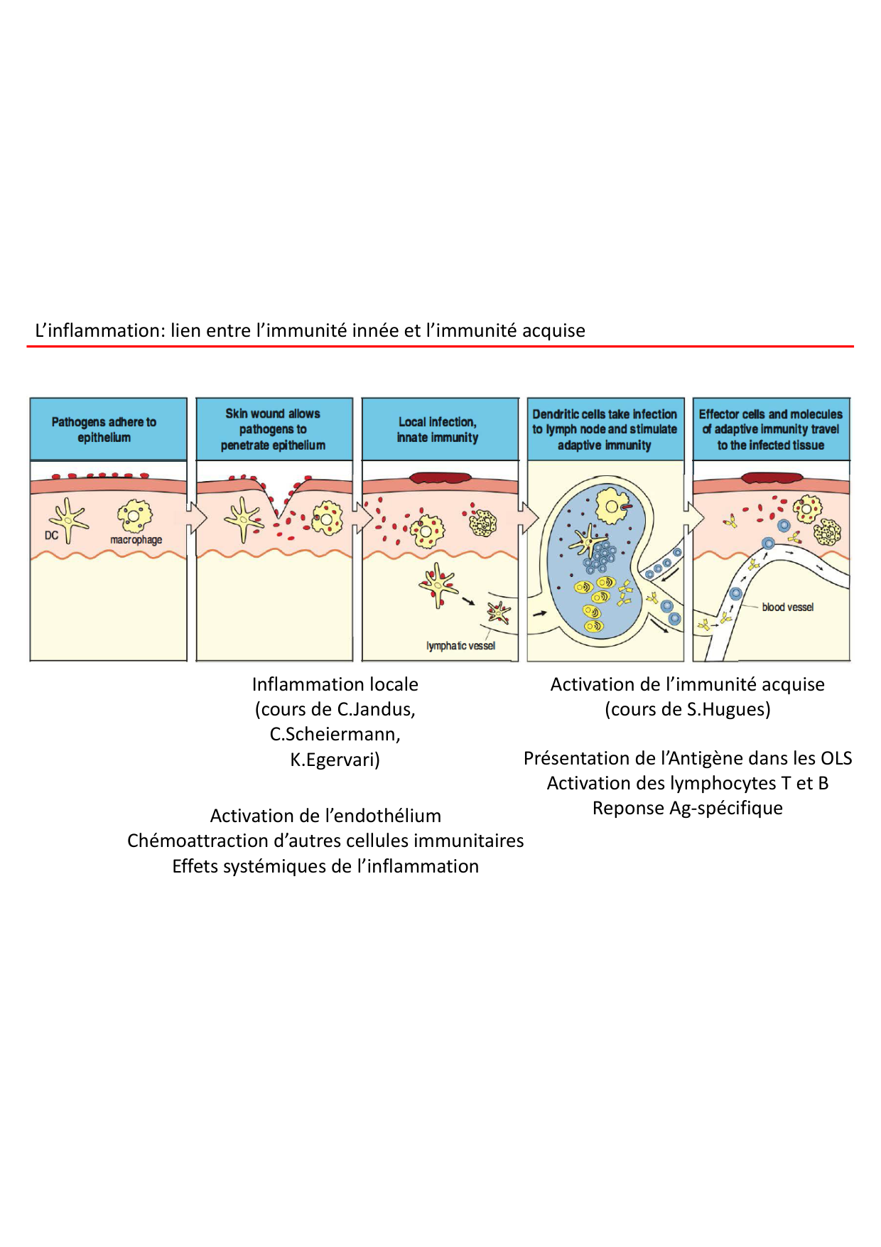 Cours2-ImmuniteInnee2026 page 58