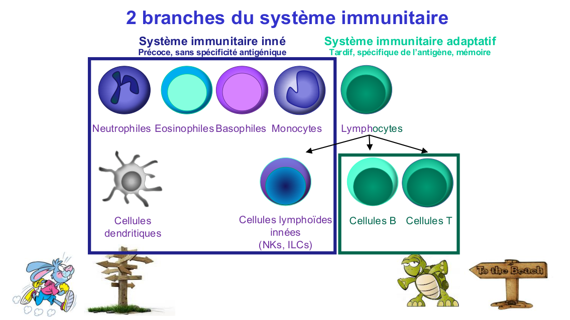 Fonction des cellules lymphoïdes innées page 2
