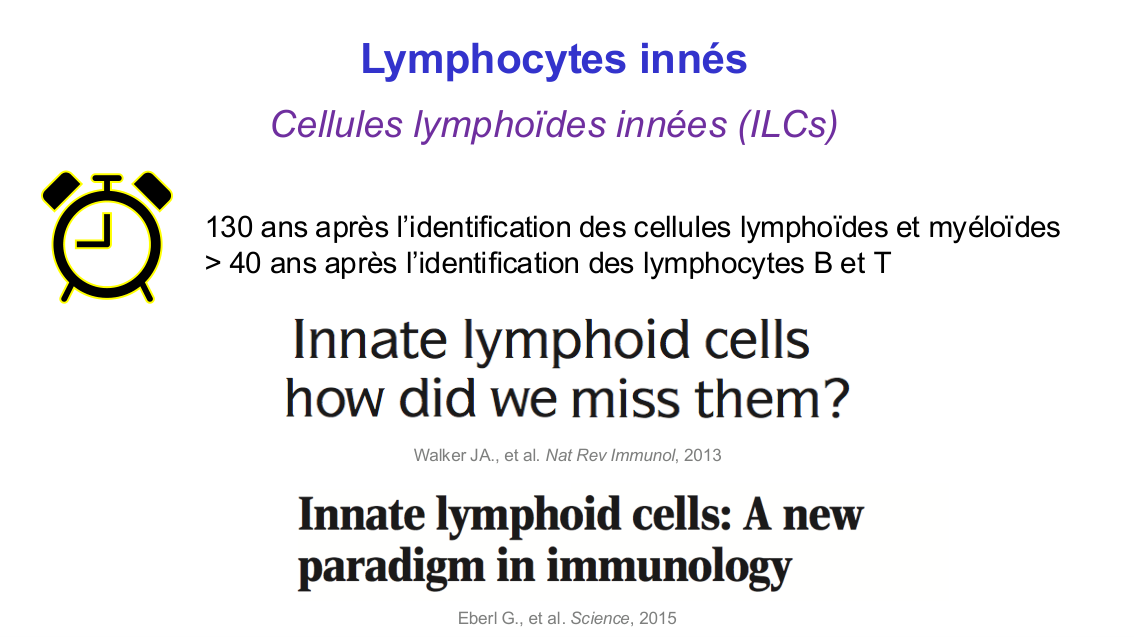 Fonction des cellules lymphoïdes innées page 4