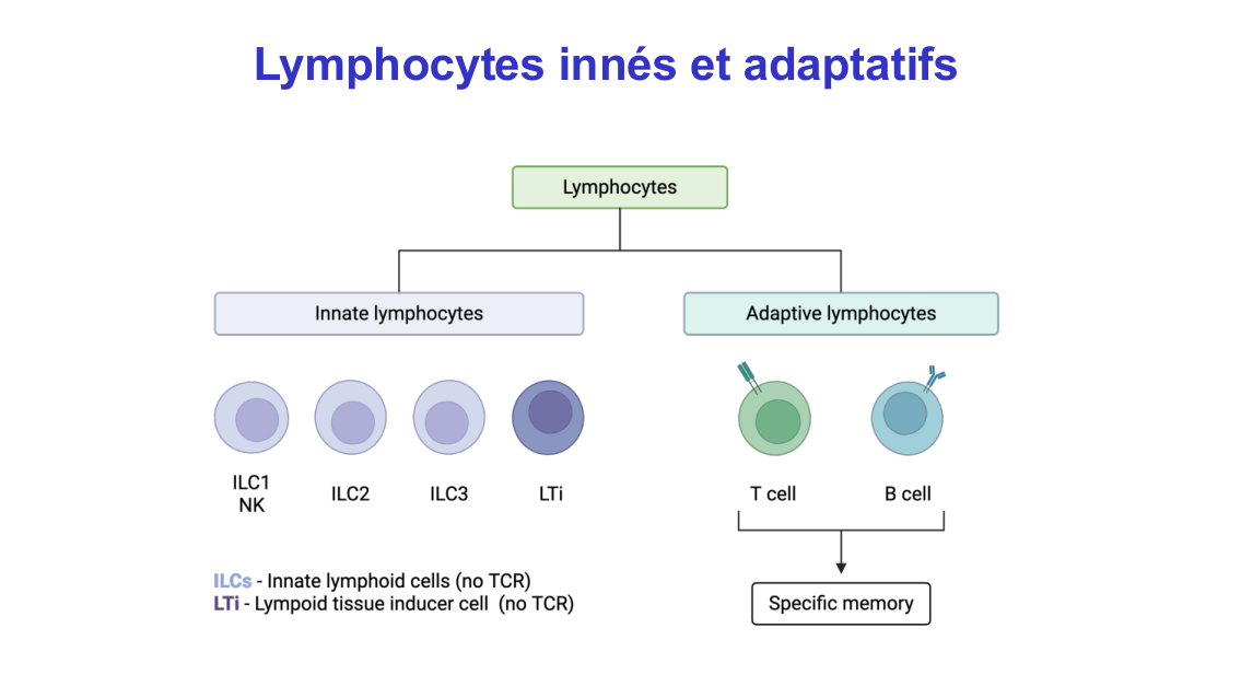 Fonction des cellules lymphoïdes innées page 5