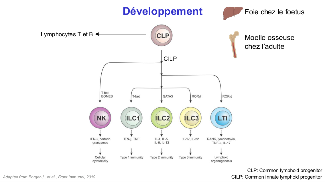 Fonction des cellules lymphoïdes innées page 6
