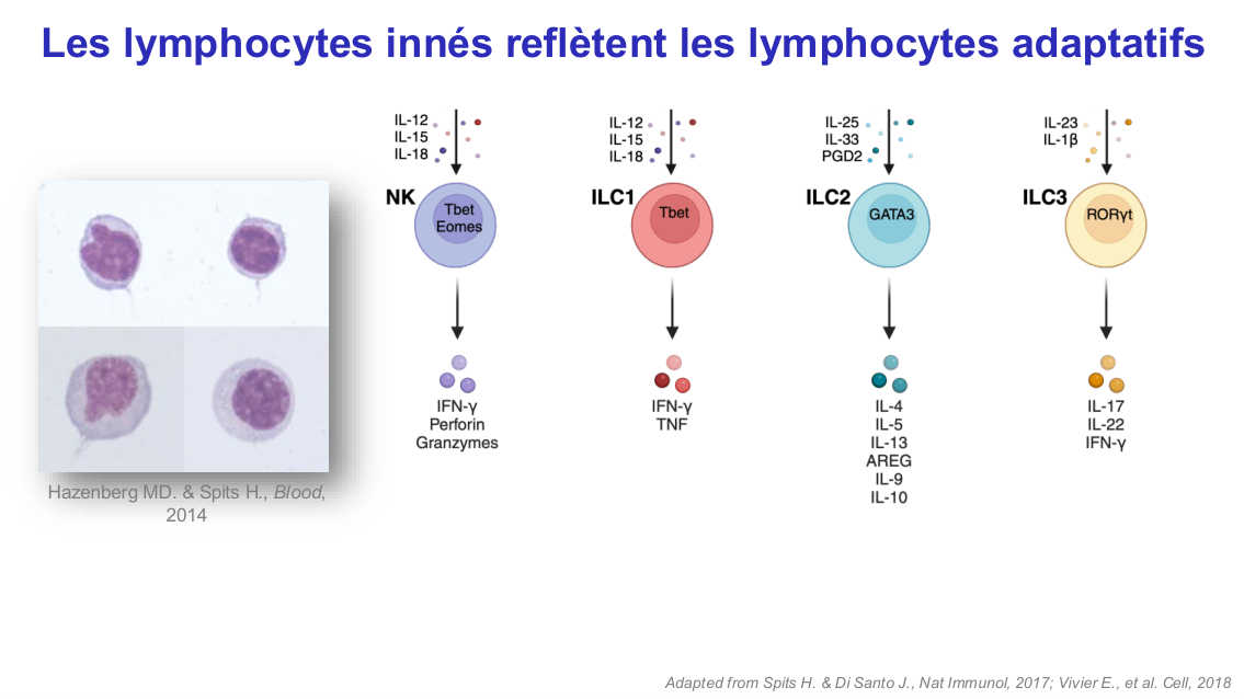 Fonction des cellules lymphoïdes innées page 7