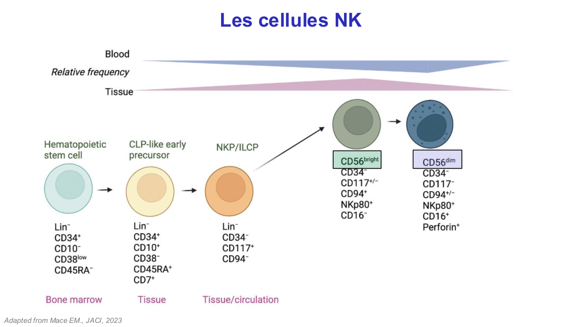 Fonction des cellules lymphoïdes innées page 8