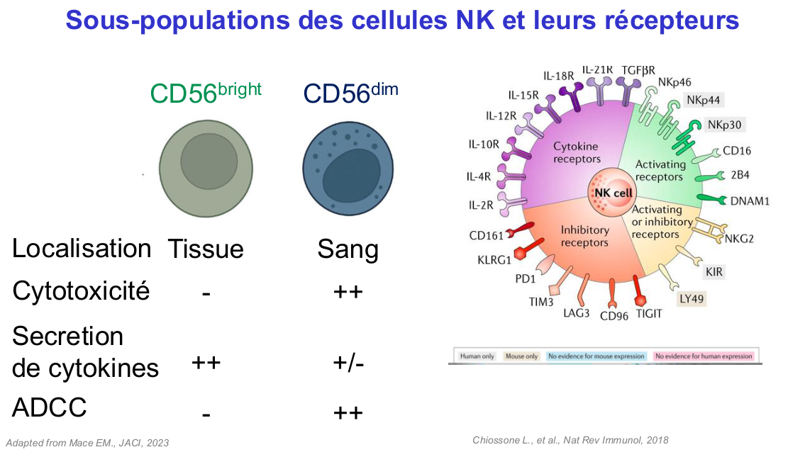 Fonction des cellules lymphoïdes innées page 9
