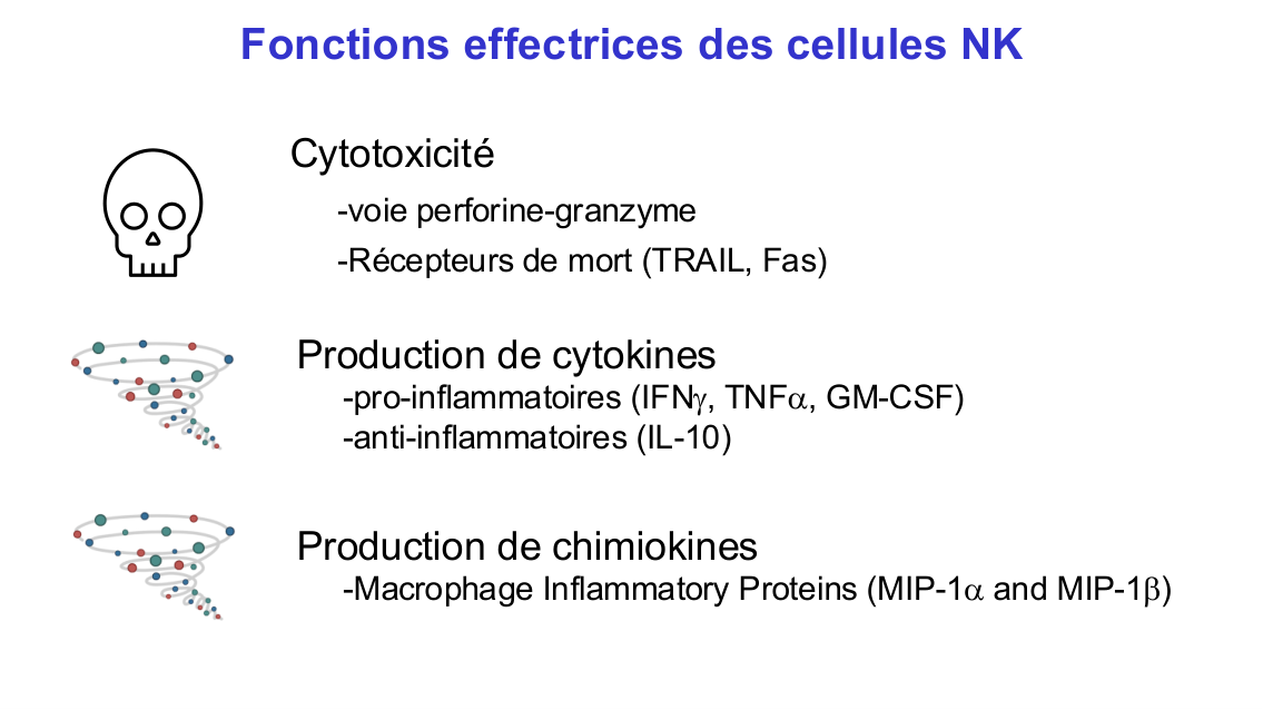 Fonction des cellules lymphoïdes innées page 10