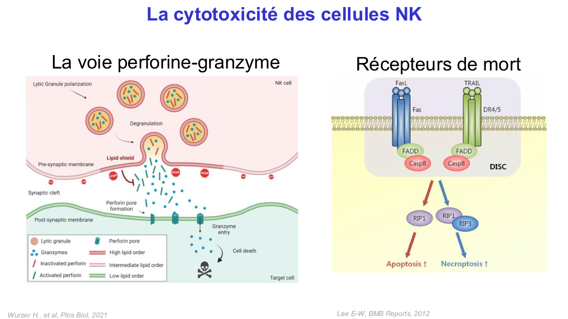 Fonction des cellules lymphoïdes innées page 11