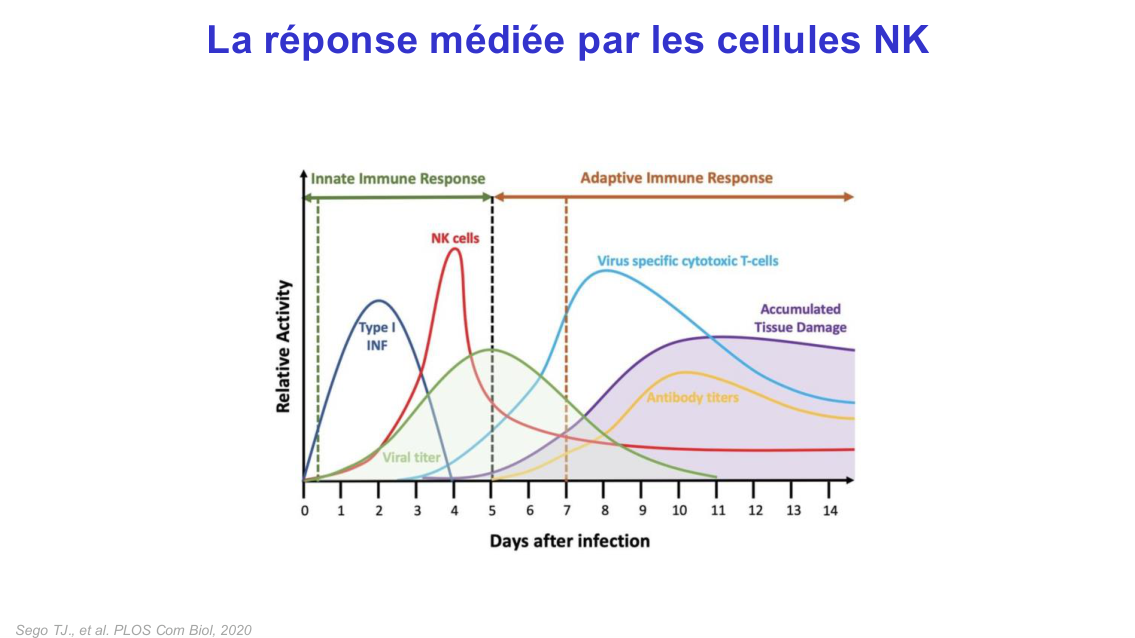Fonction des cellules lymphoïdes innées page 12