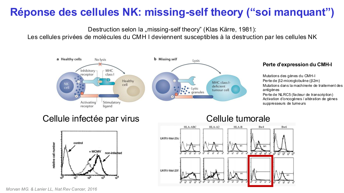 Fonction des cellules lymphoïdes innées page 13