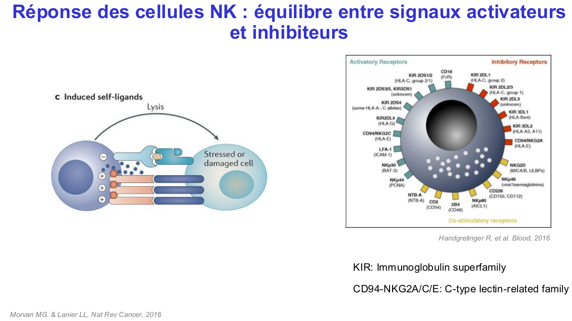 Fonction des cellules lymphoïdes innées page 14