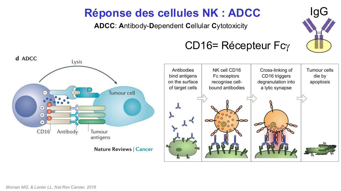 Fonction des cellules lymphoïdes innées page 15