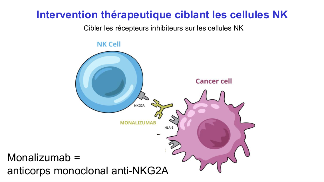 Fonction des cellules lymphoïdes innées page 16