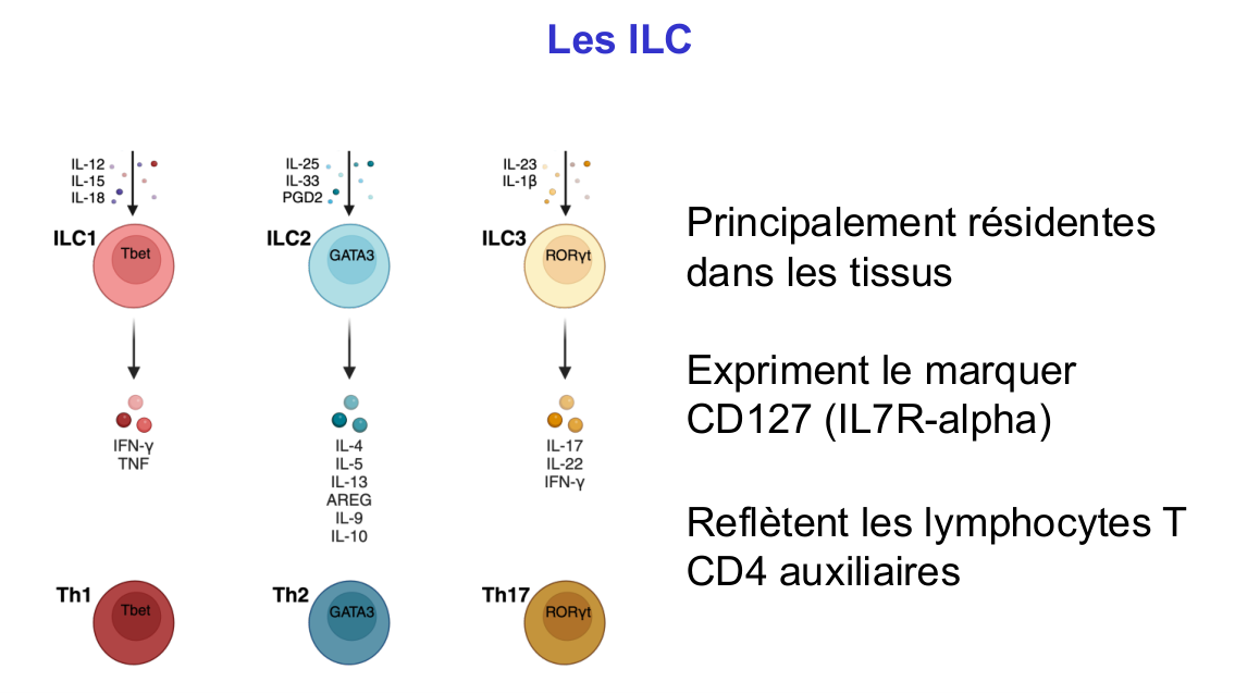 Fonction des cellules lymphoïdes innées page 17