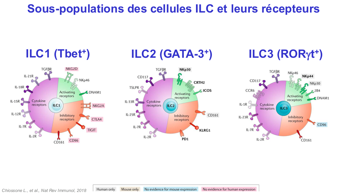 Fonction des cellules lymphoïdes innées page 18