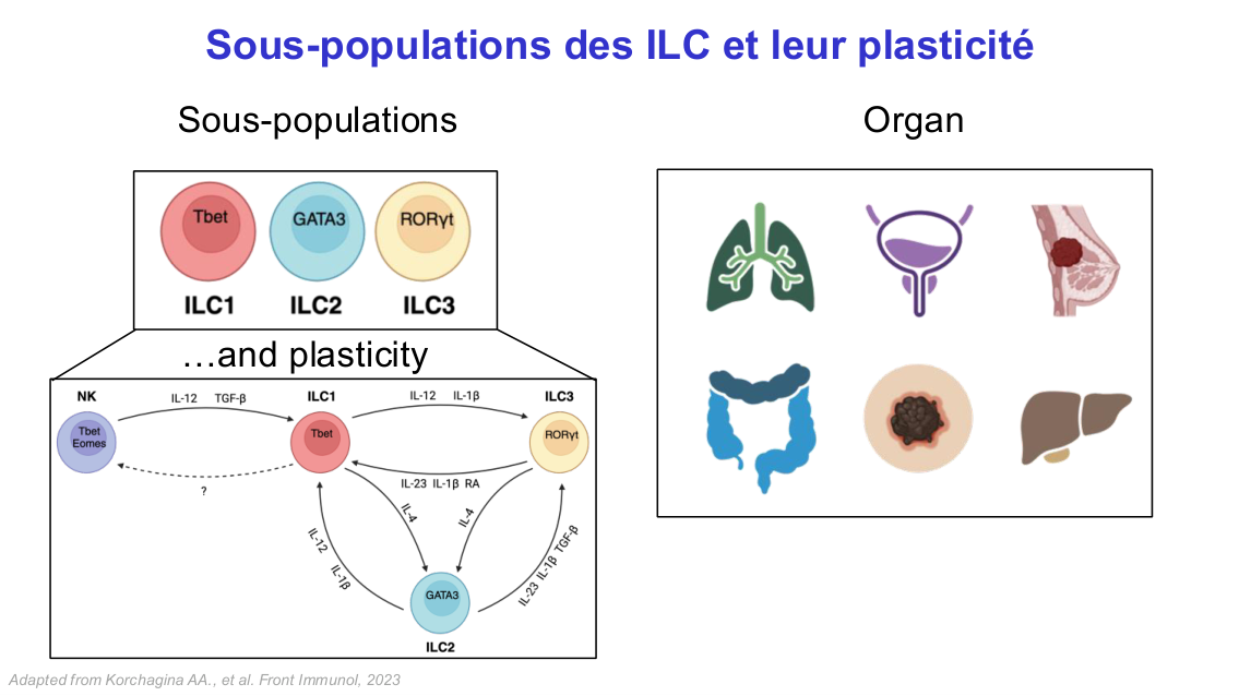 Fonction des cellules lymphoïdes innées page 19