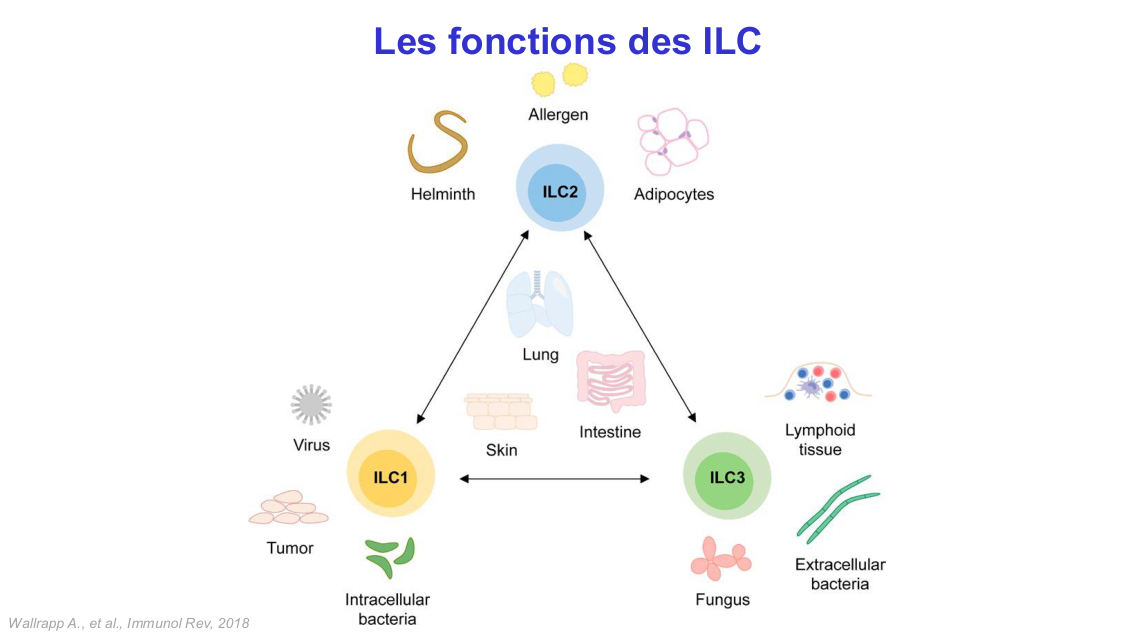 Fonction des cellules lymphoïdes innées page 20
