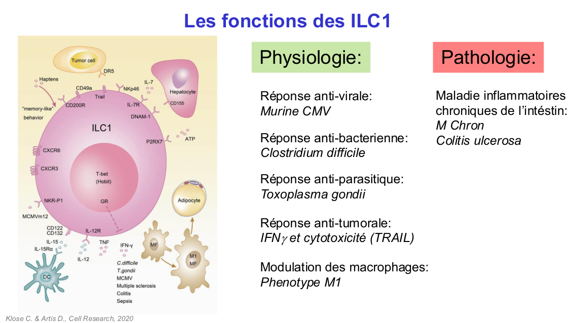 Fonction des cellules lymphoïdes innées page 21
