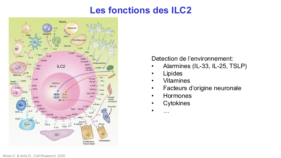 Fonction des cellules lymphoïdes innées page 22