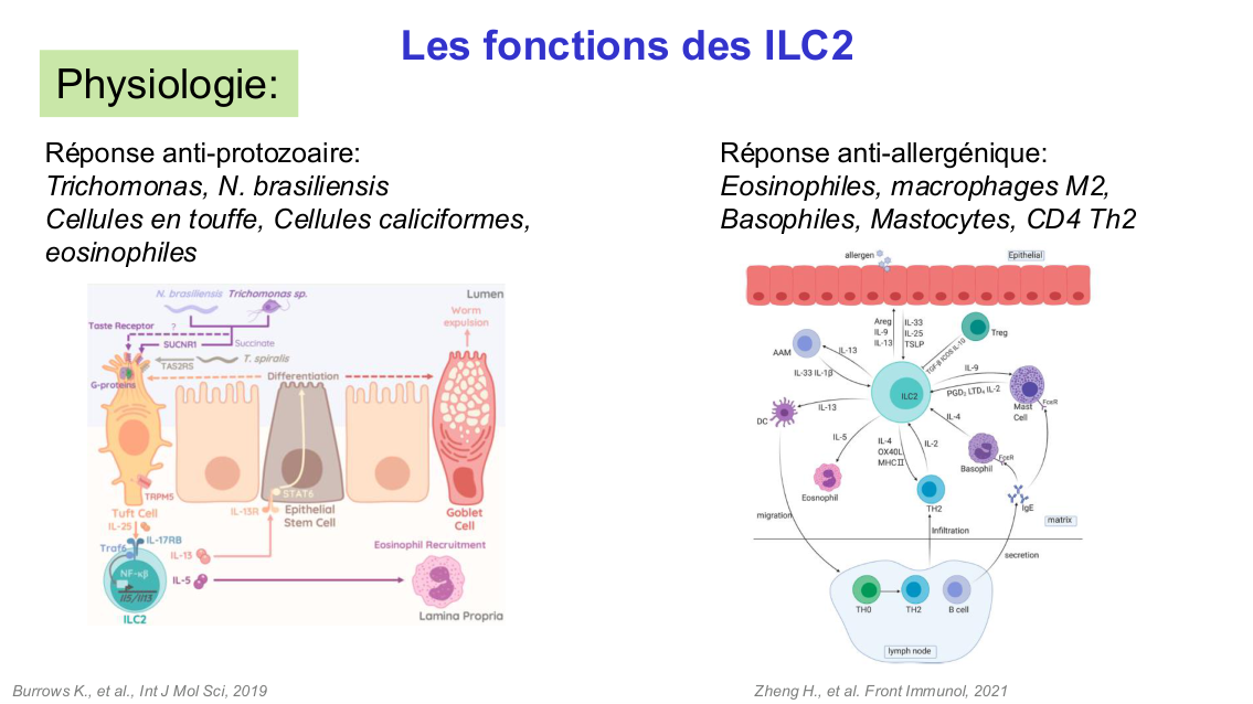 Fonction des cellules lymphoïdes innées page 23