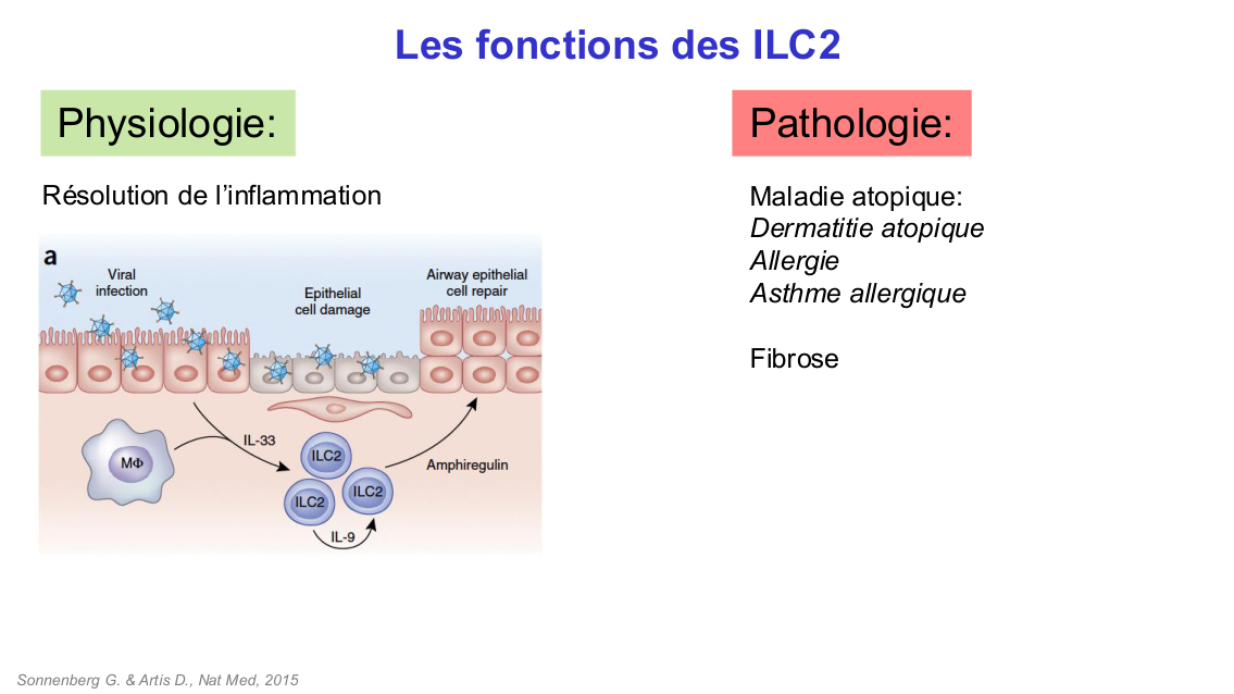 Fonction des cellules lymphoïdes innées page 24