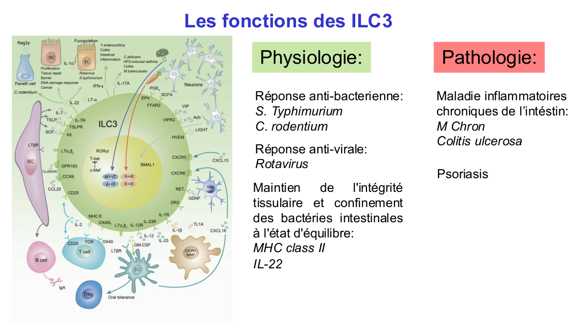 Fonction des cellules lymphoïdes innées page 25