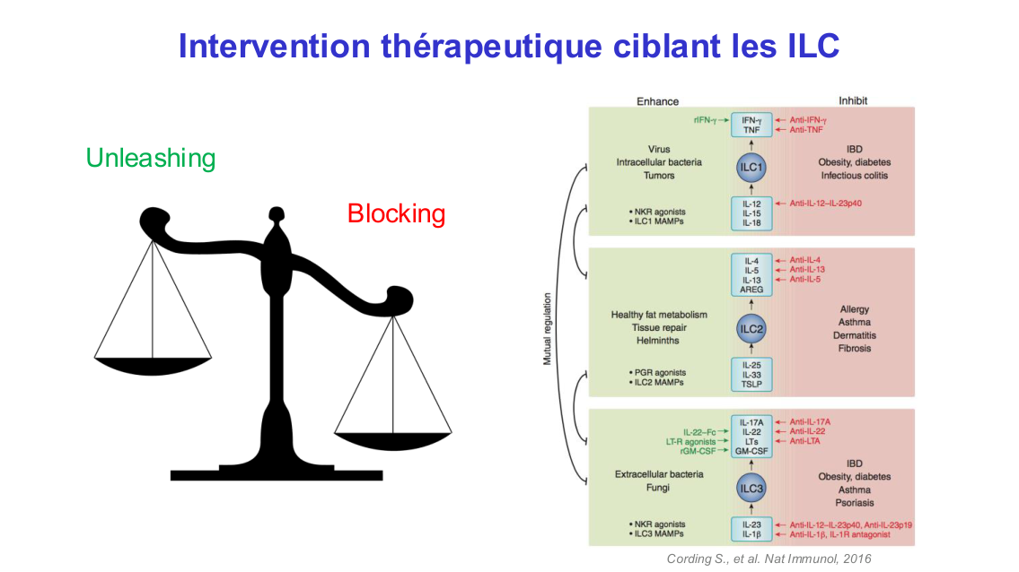 Fonction des cellules lymphoïdes innées page 26