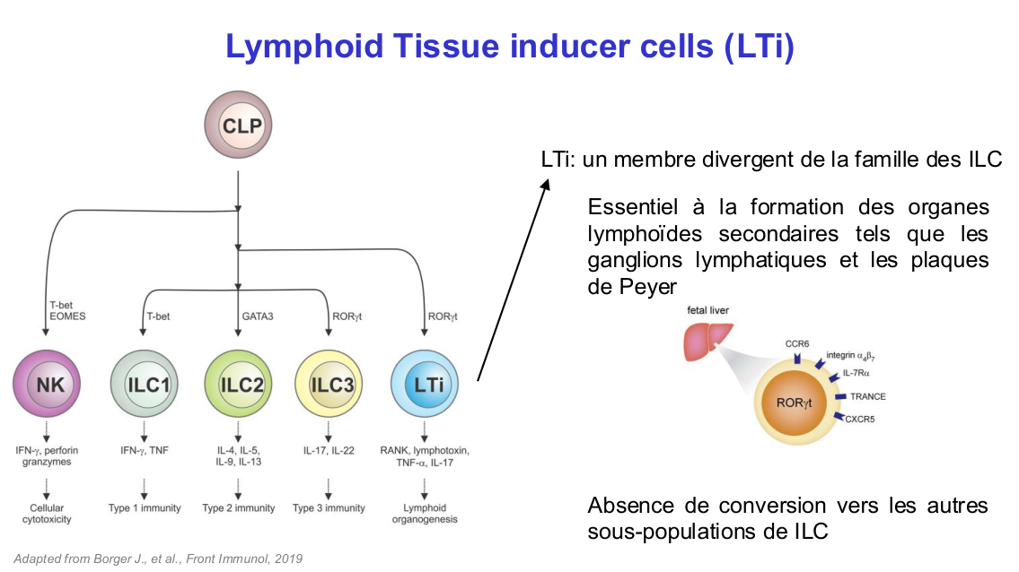 Fonction des cellules lymphoïdes innées page 27