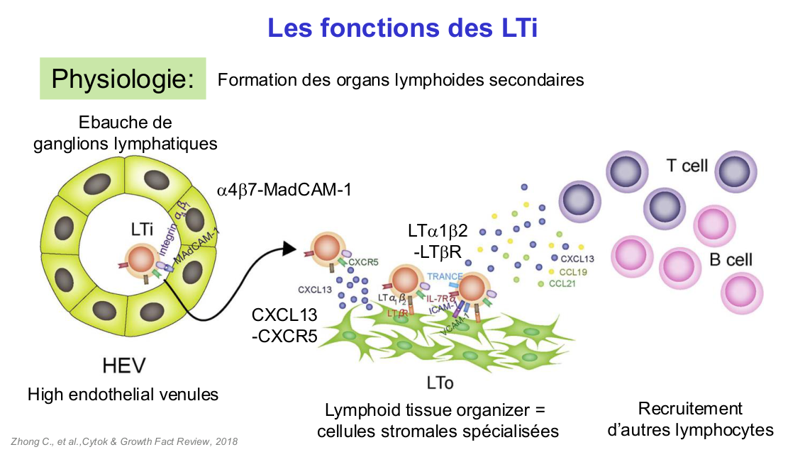 Fonction des cellules lymphoïdes innées page 28