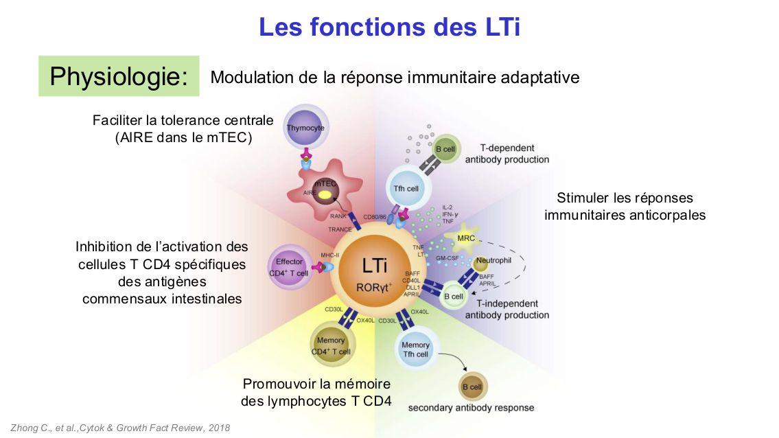 Fonction des cellules lymphoïdes innées page 29