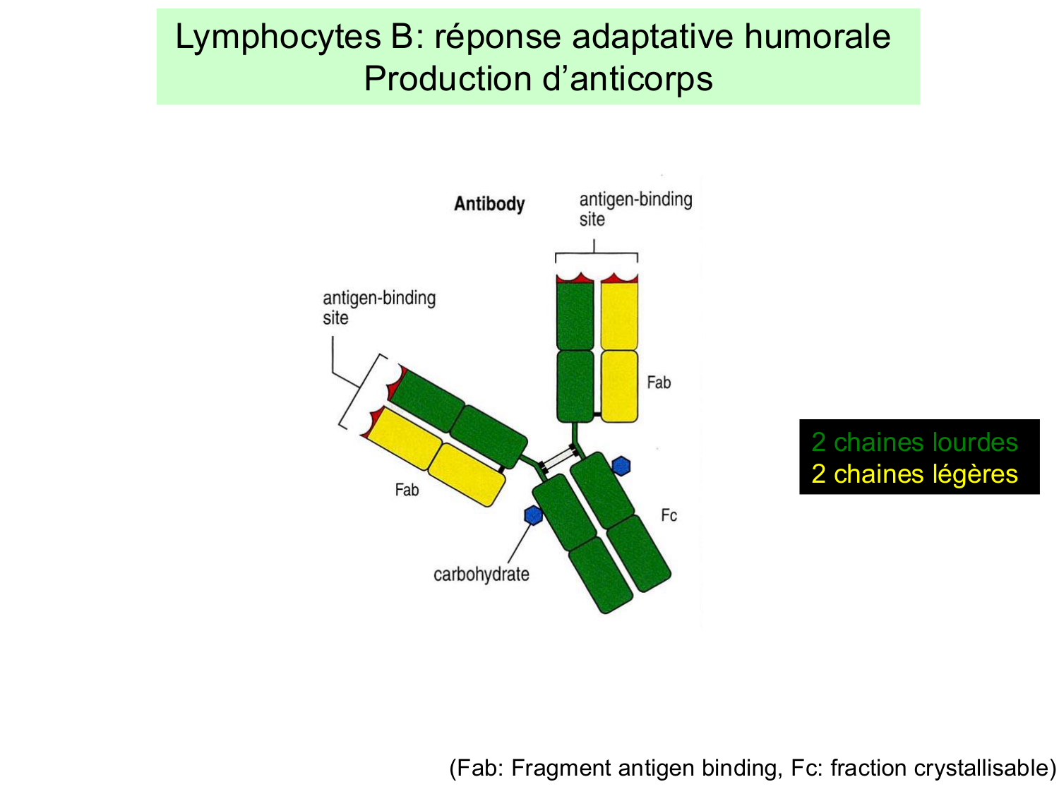 ImmuniteAdaptative LB Hugues2026 page 3