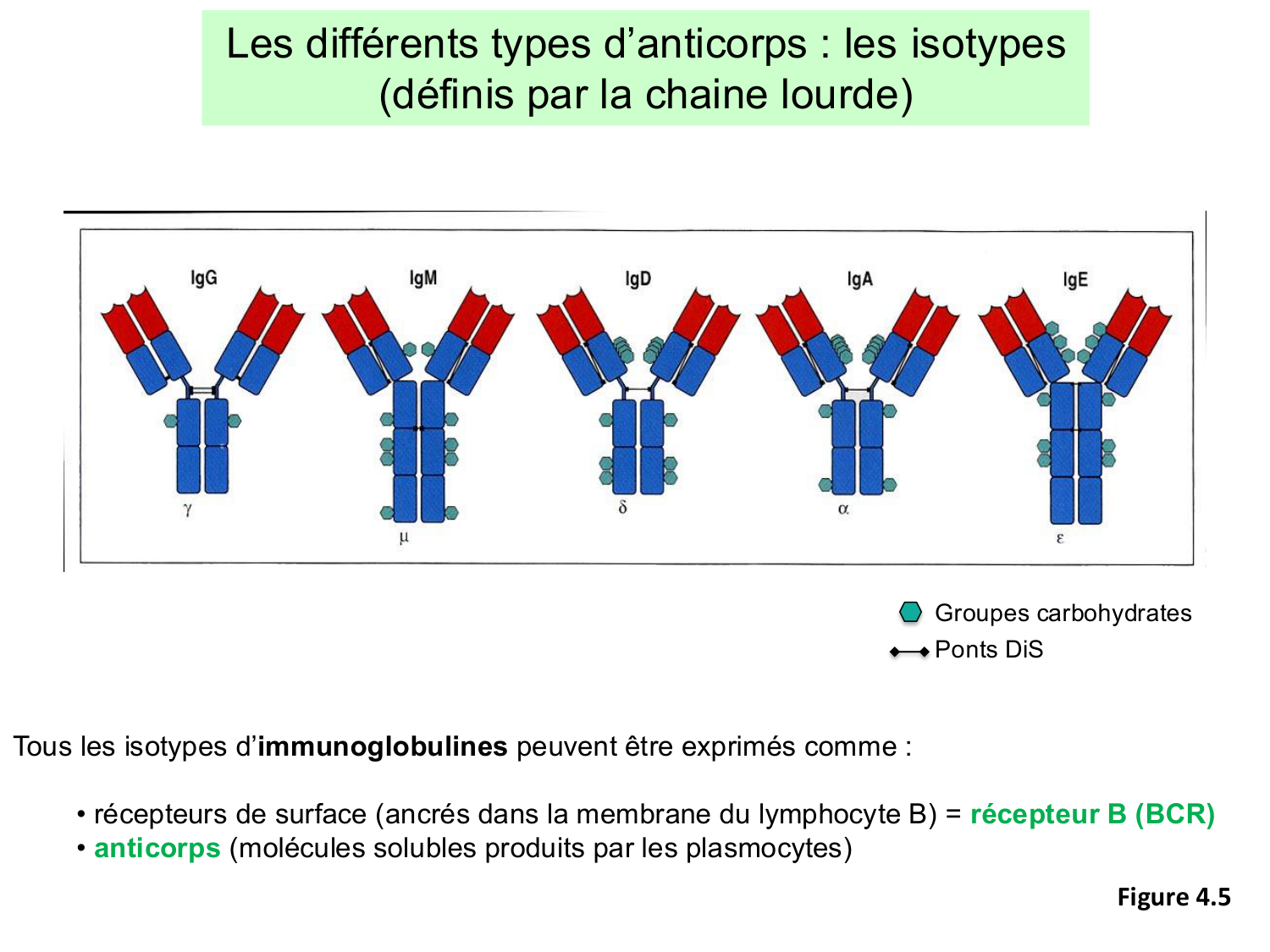 ImmuniteAdaptative LB Hugues2026 page 4