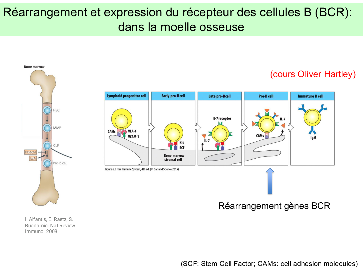 ImmuniteAdaptative LB Hugues2026 page 5