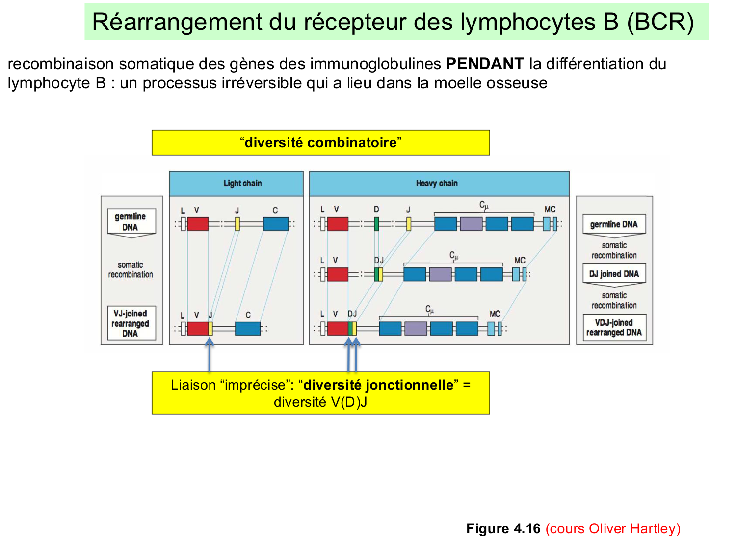 ImmuniteAdaptative LB Hugues2026 page 6