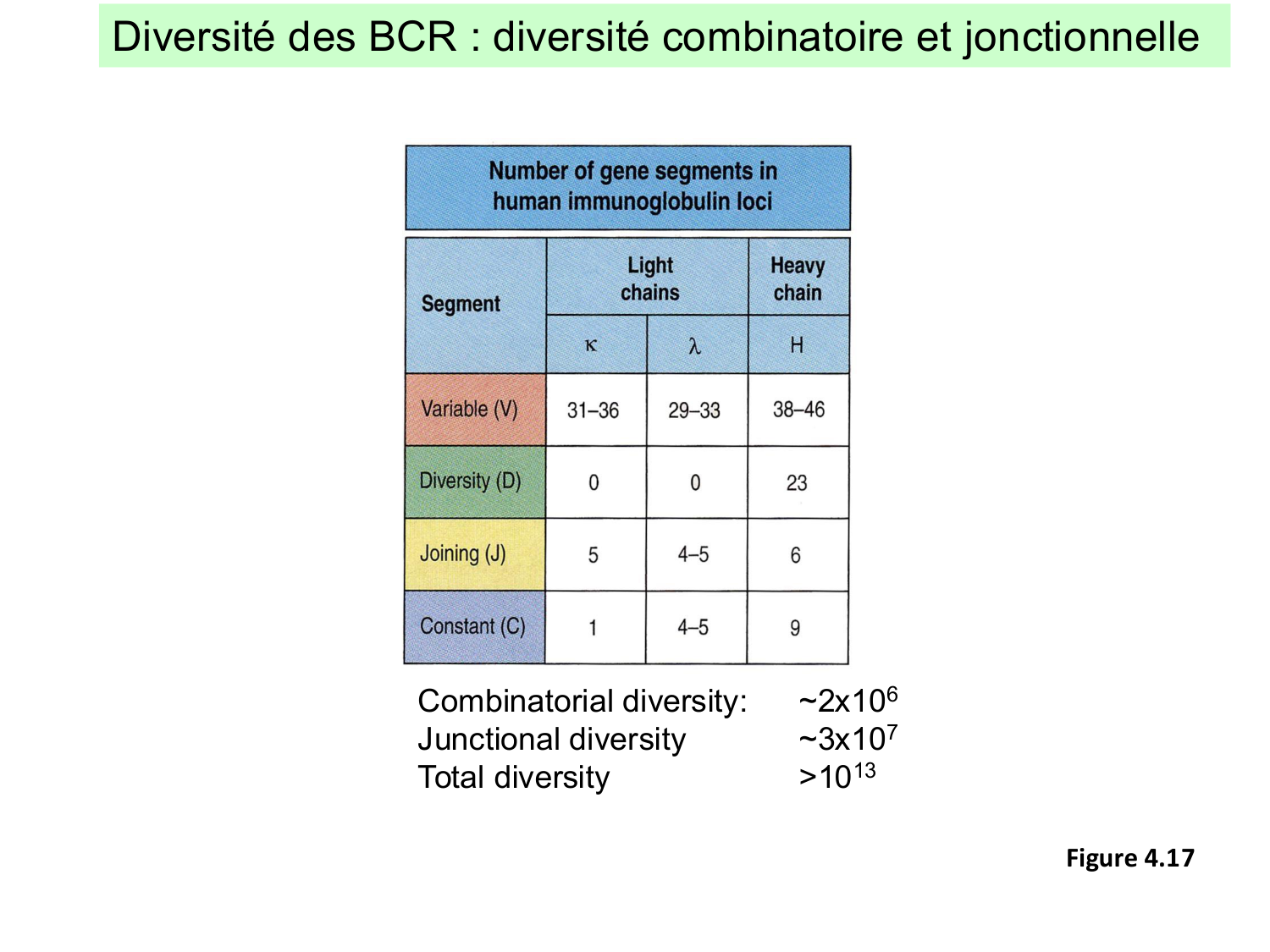 ImmuniteAdaptative LB Hugues2026 page 7
