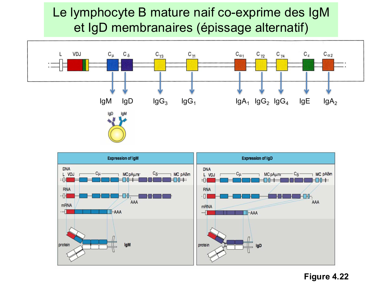 ImmuniteAdaptative LB Hugues2026 page 8