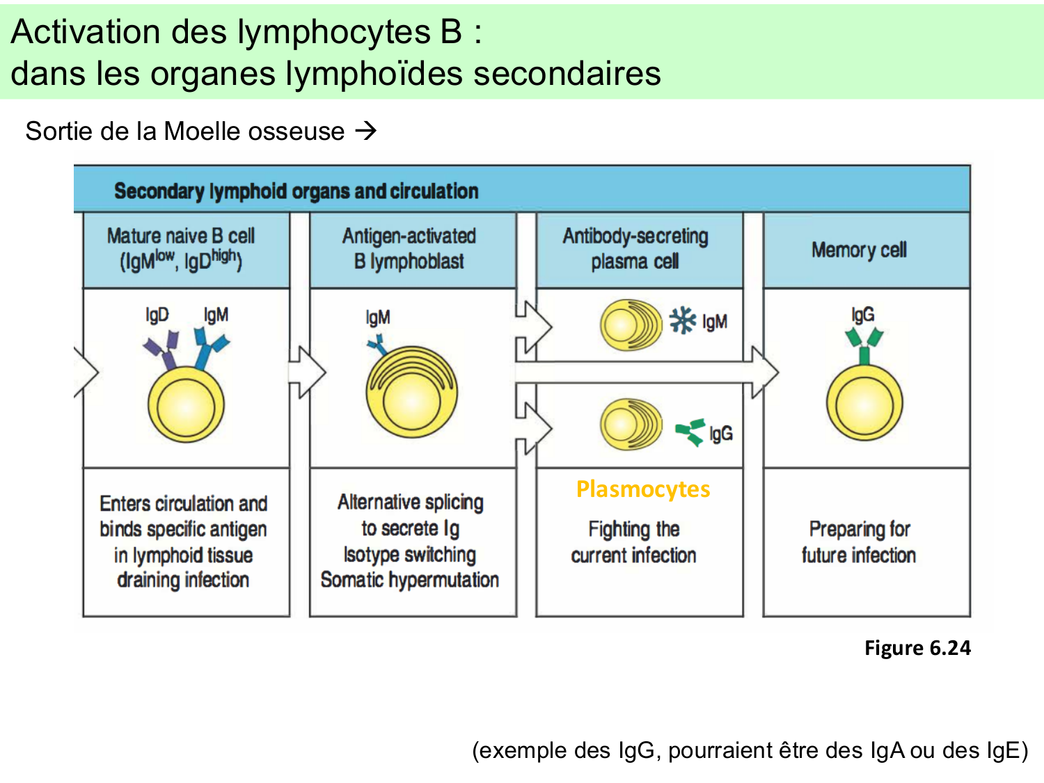 ImmuniteAdaptative LB Hugues2026 page 9