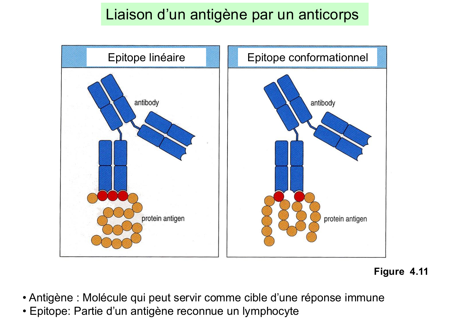 ImmuniteAdaptative LB Hugues2026 page 10
