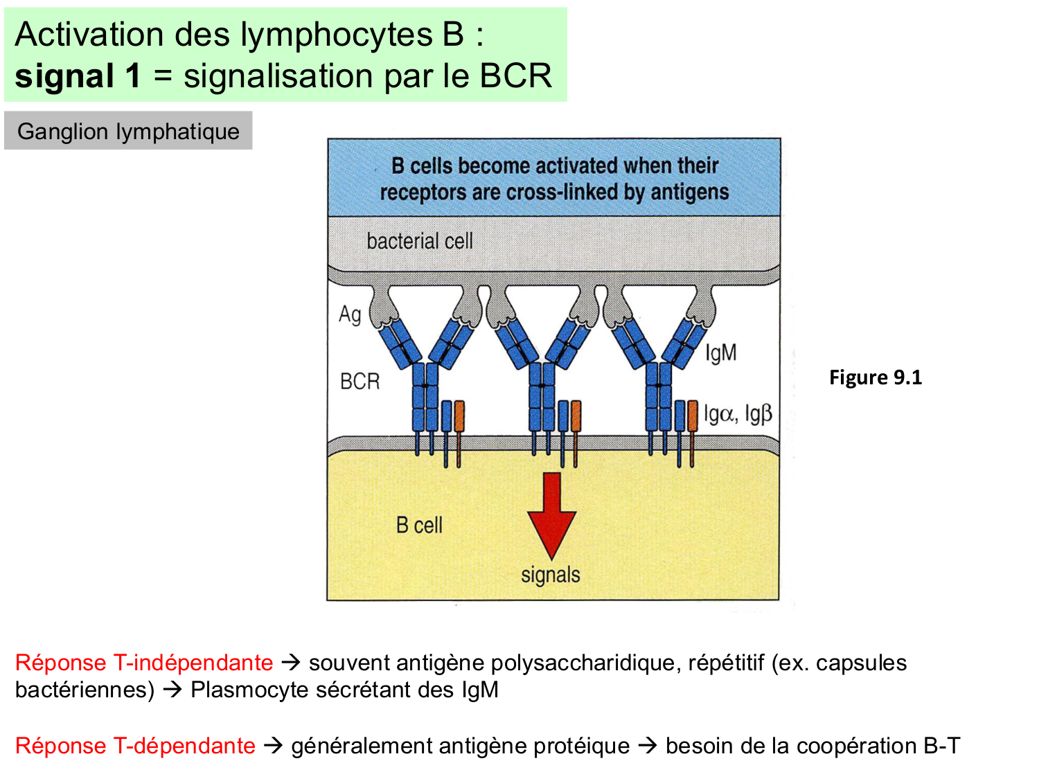 ImmuniteAdaptative LB Hugues2026 page 11