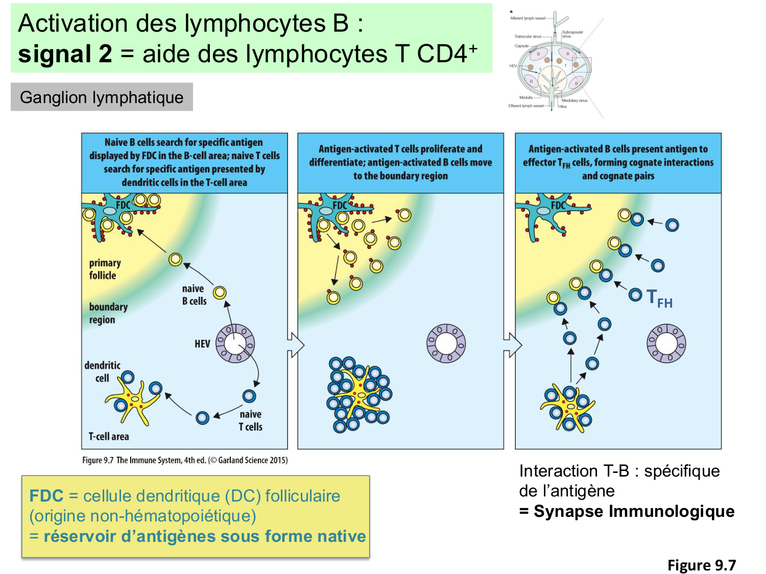 ImmuniteAdaptative LB Hugues2026 page 12