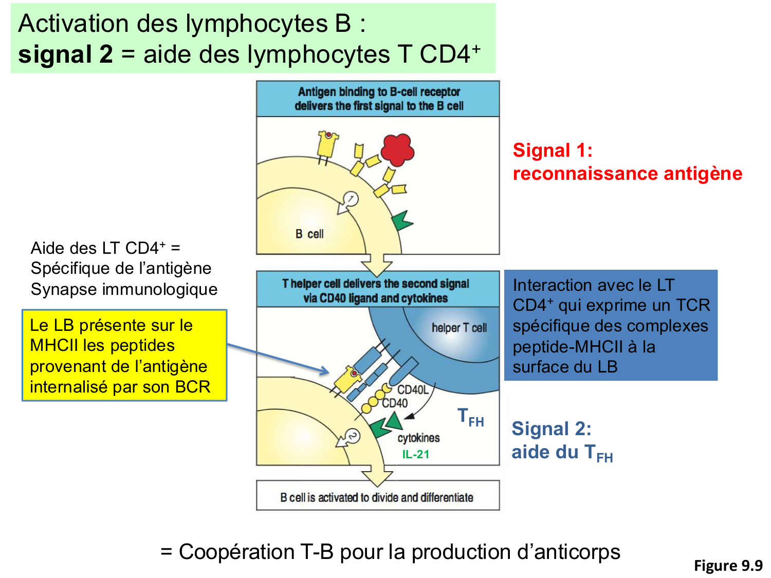 ImmuniteAdaptative LB Hugues2026 page 13
