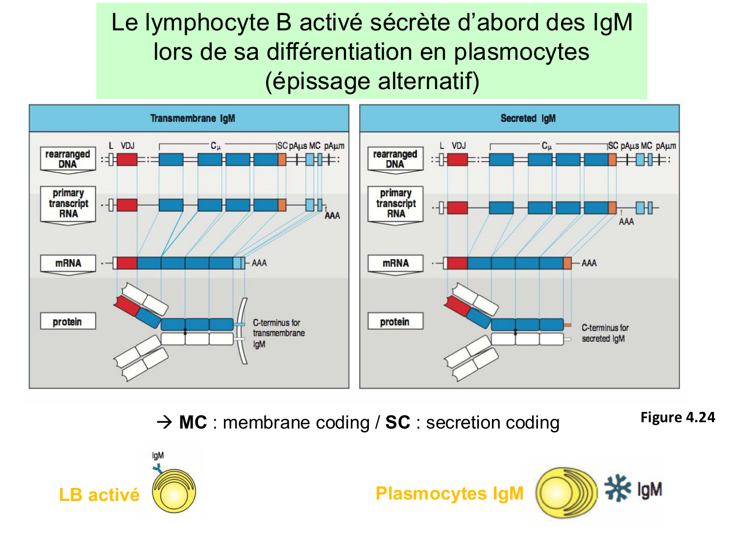 ImmuniteAdaptative LB Hugues2026 page 14