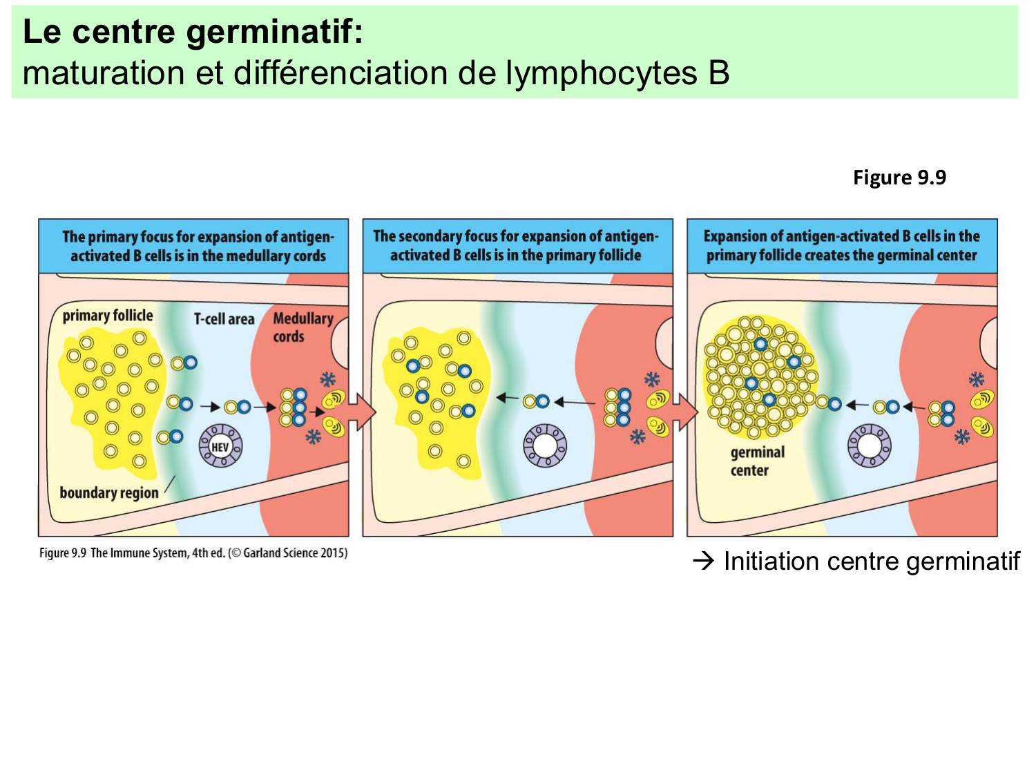 ImmuniteAdaptative LB Hugues2026 page 15