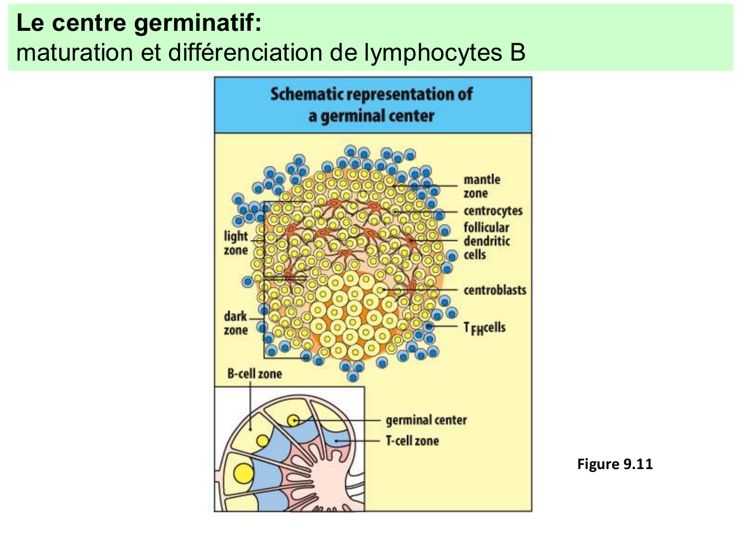 ImmuniteAdaptative LB Hugues2026 page 16
