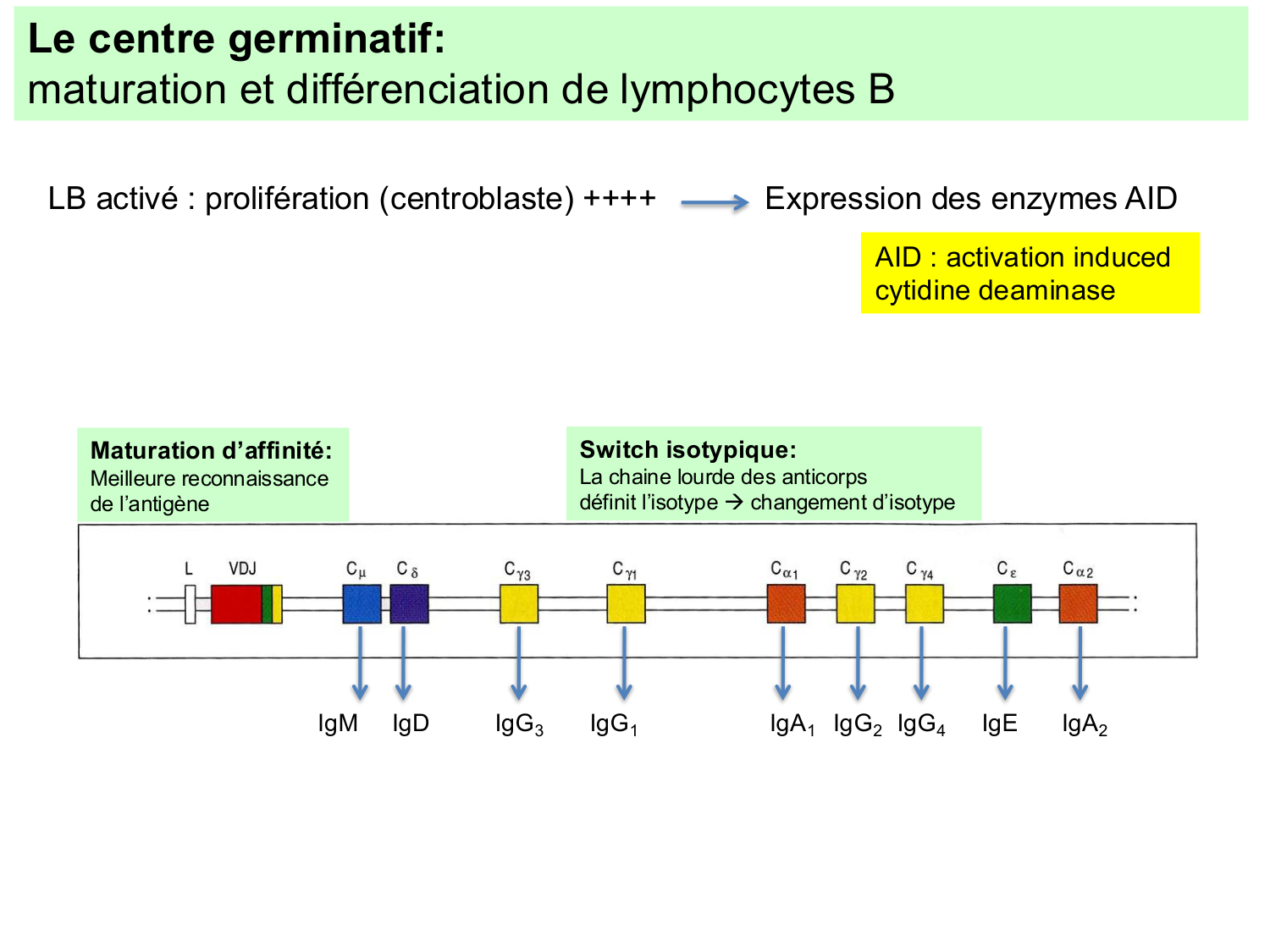 ImmuniteAdaptative LB Hugues2026 page 17