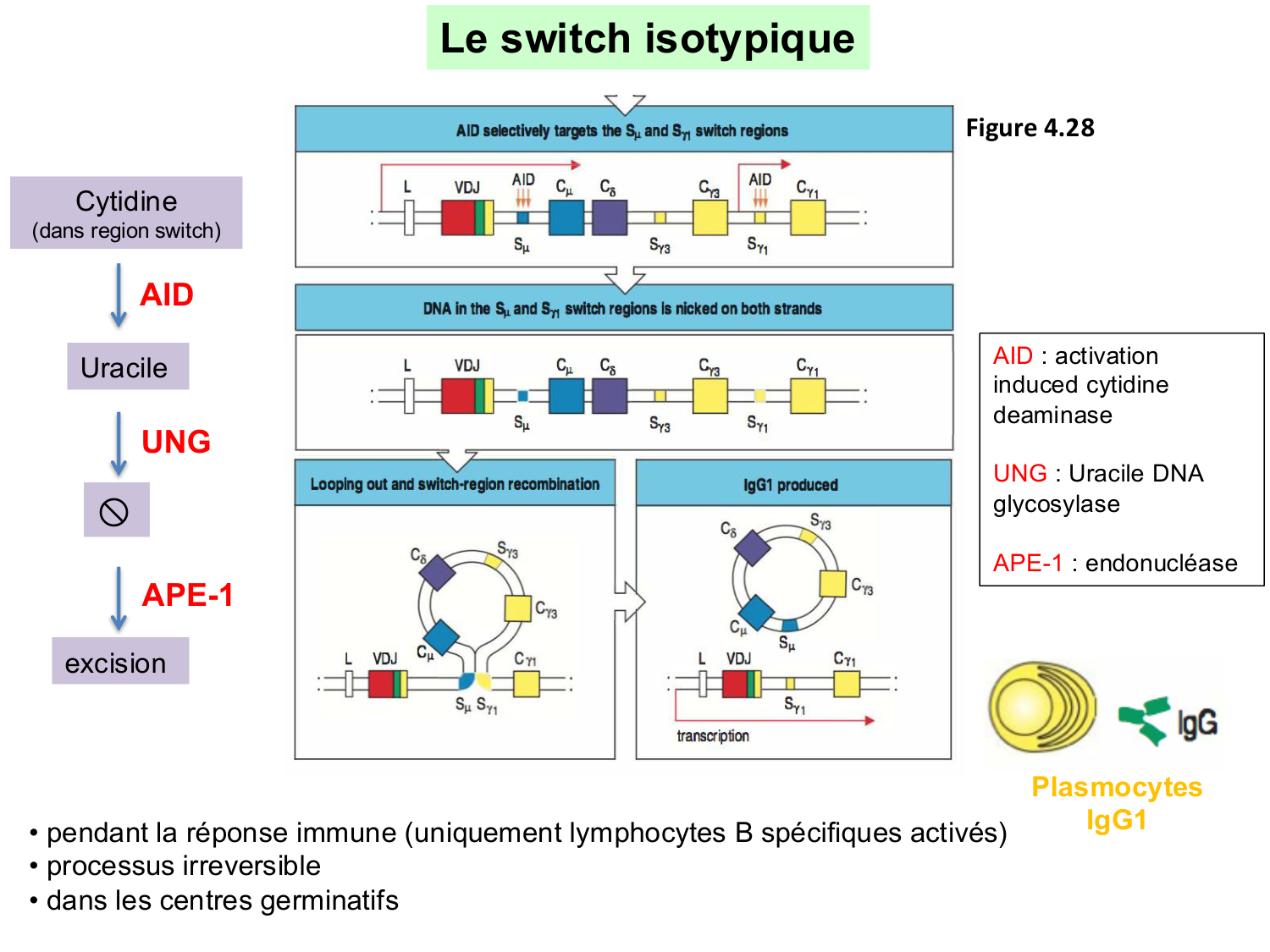 ImmuniteAdaptative LB Hugues2026 page 18